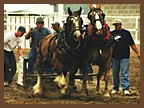 Sanpete County Fair